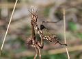 mantide empusa pennata